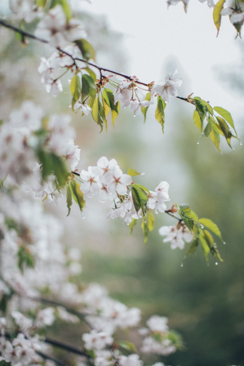 蘋果樹花圖片