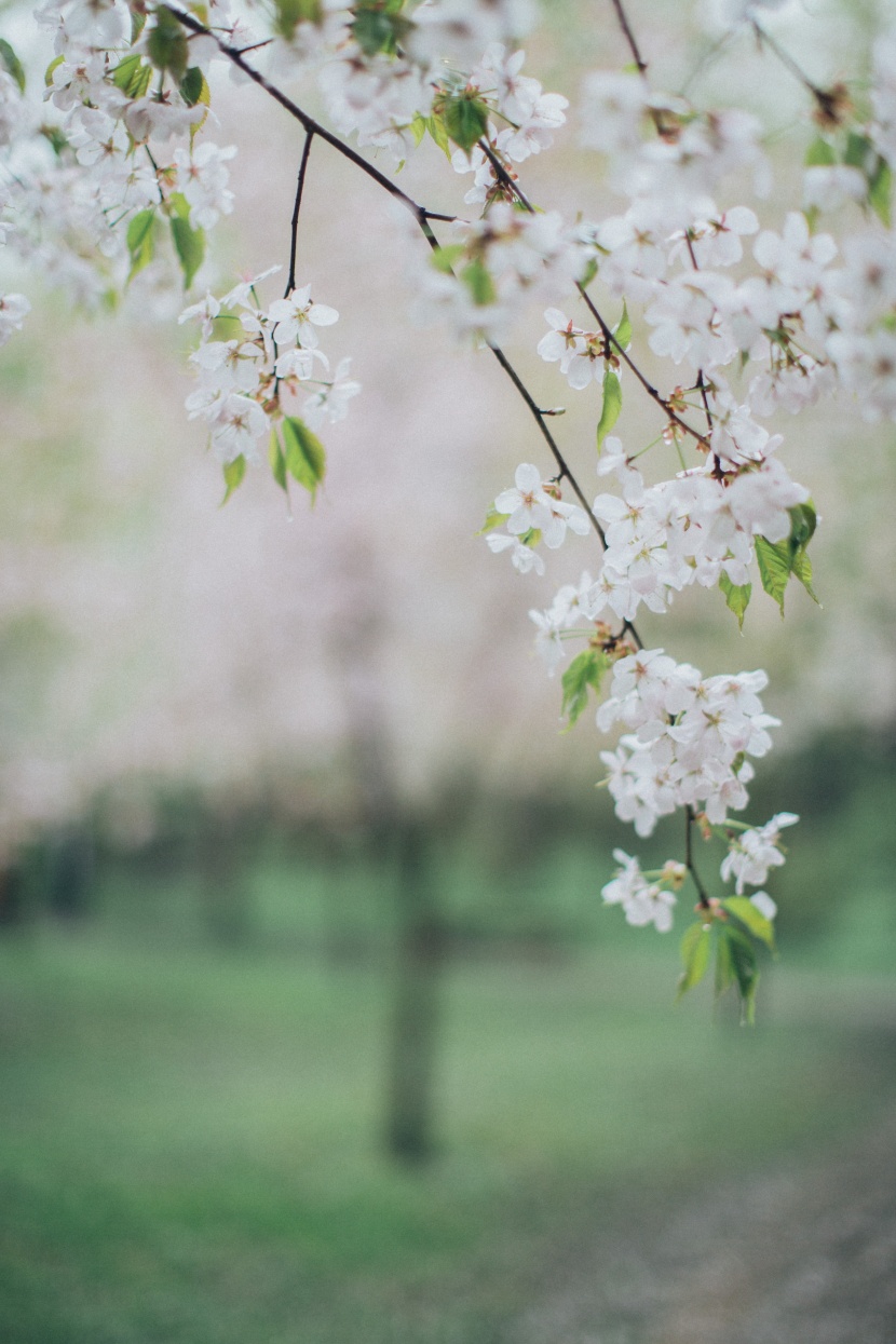 蘋果樹花圖片