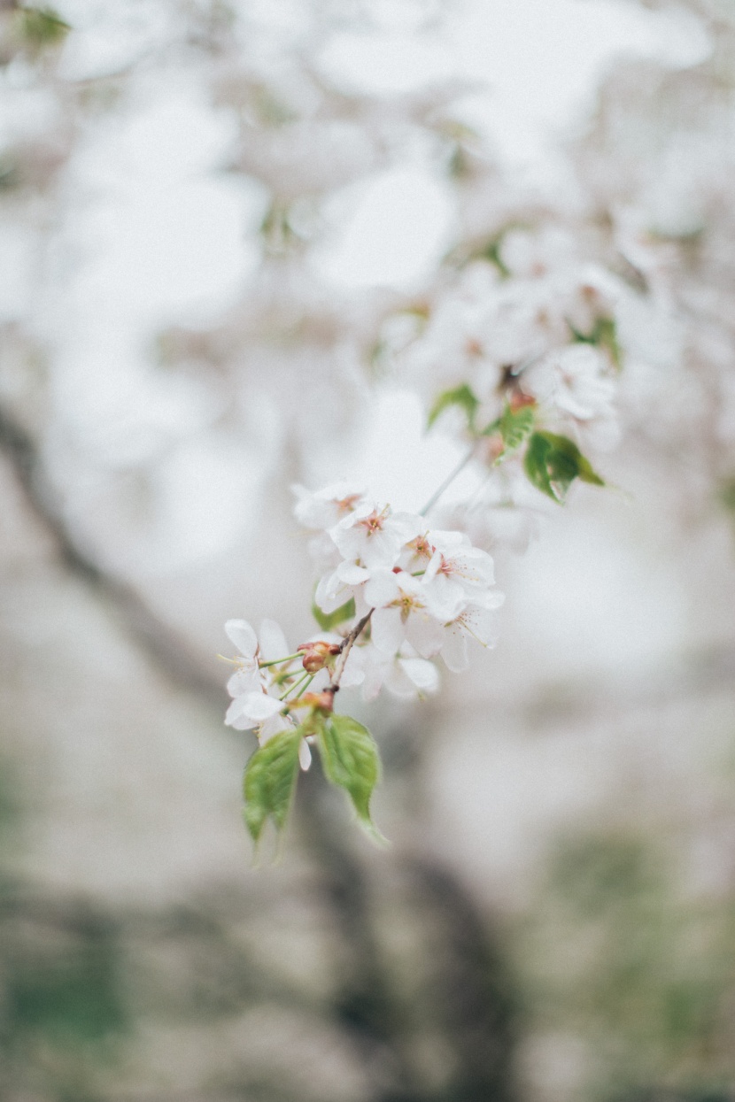 蘋果樹花圖片