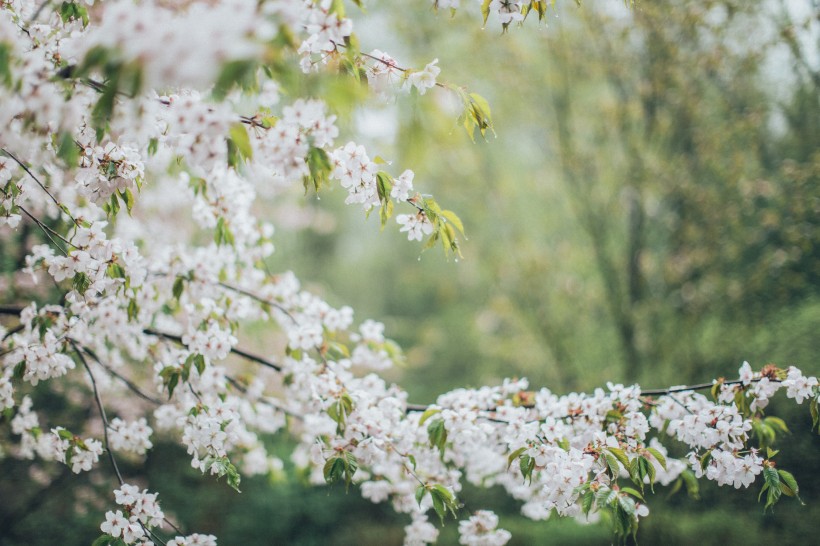 蘋果樹花圖片