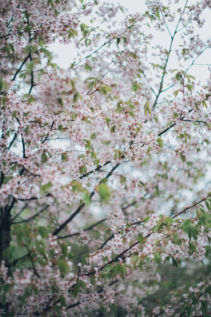 蘋果樹花圖片