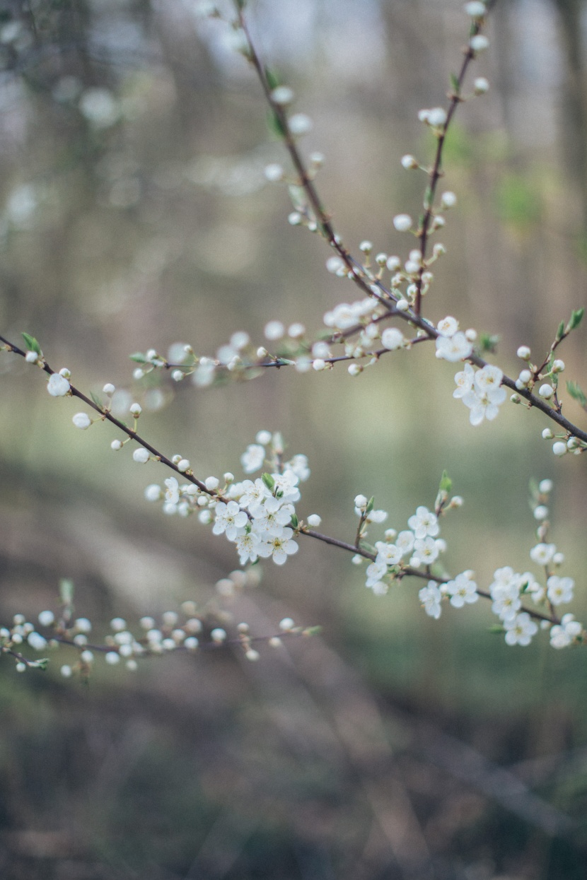 蘋果樹花圖片