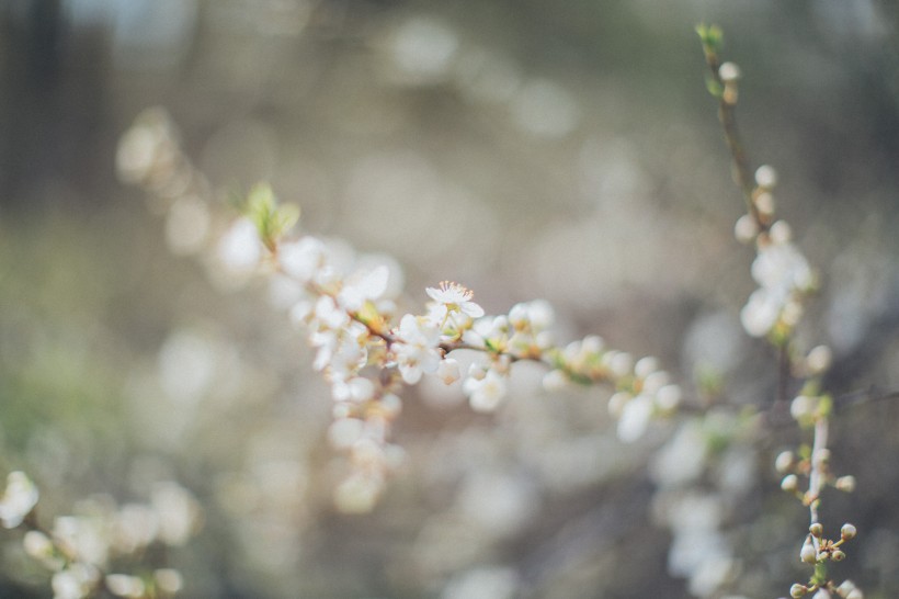 蘋果樹花圖片