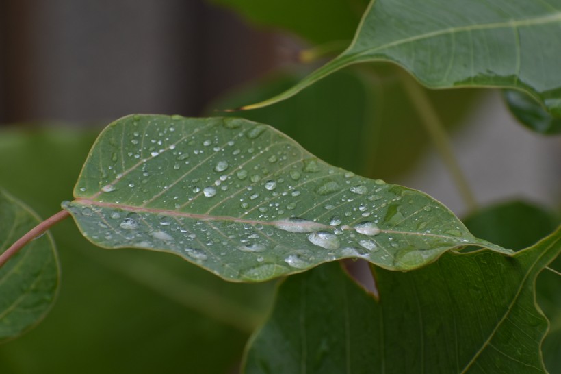 綠色心形的菩提樹葉圖片