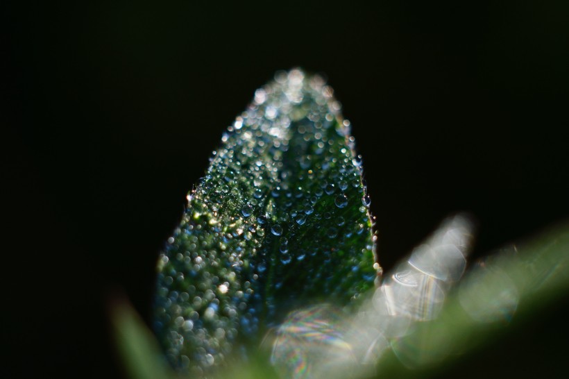 清晨的露水圖片