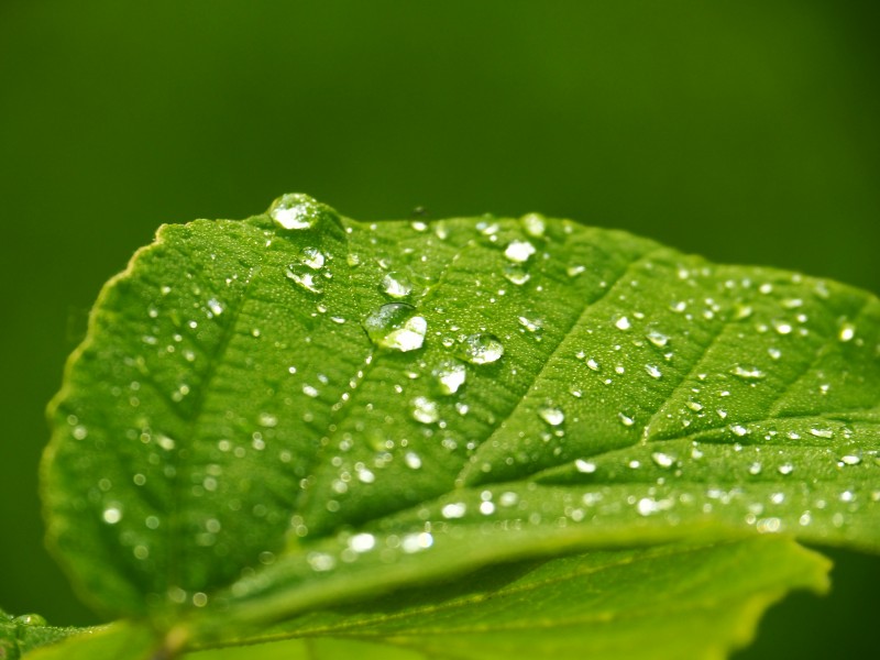 清晨的露水圖片