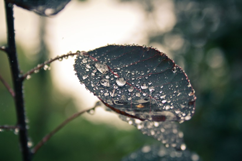 清晨的露水圖片