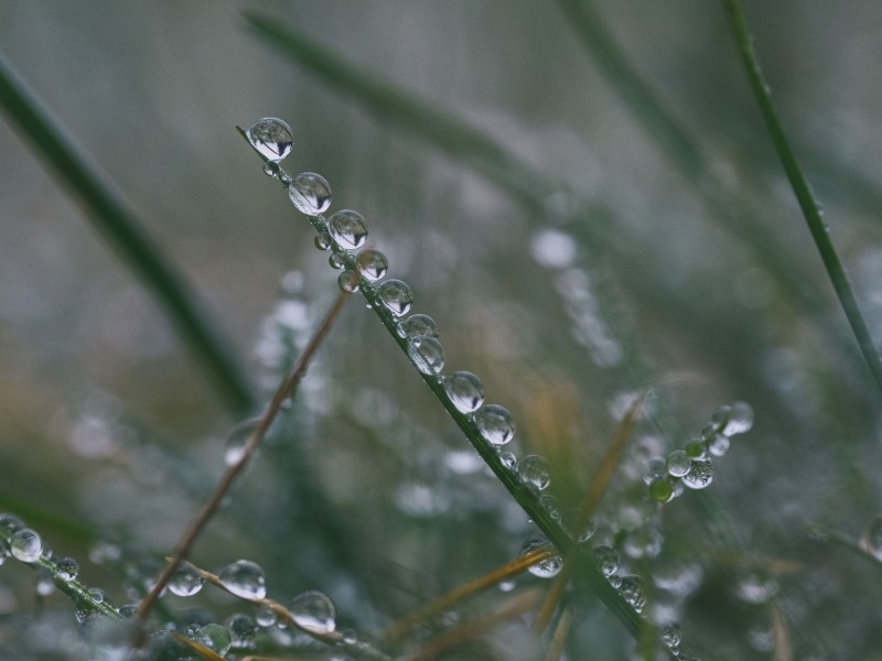 清晨的露水圖片