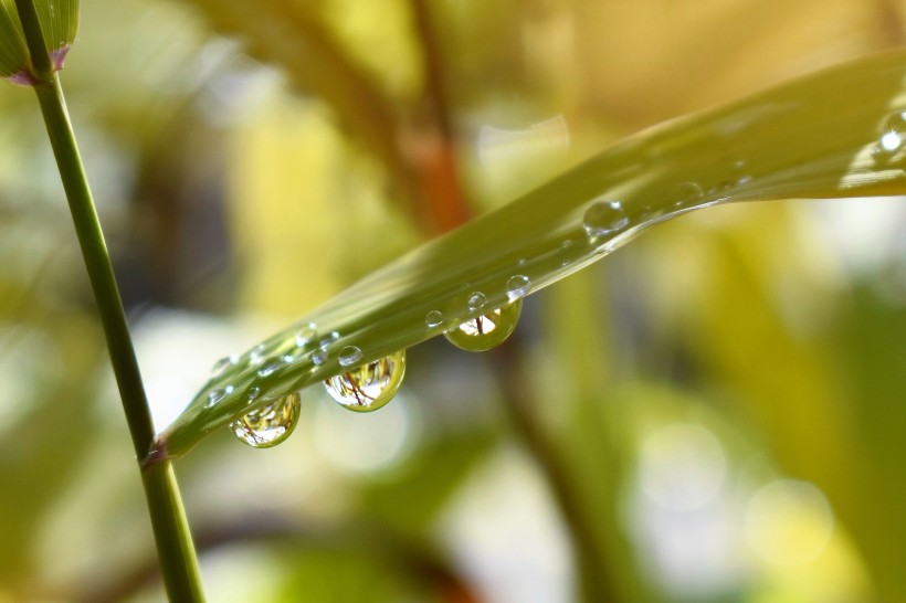 清晨的露水圖片