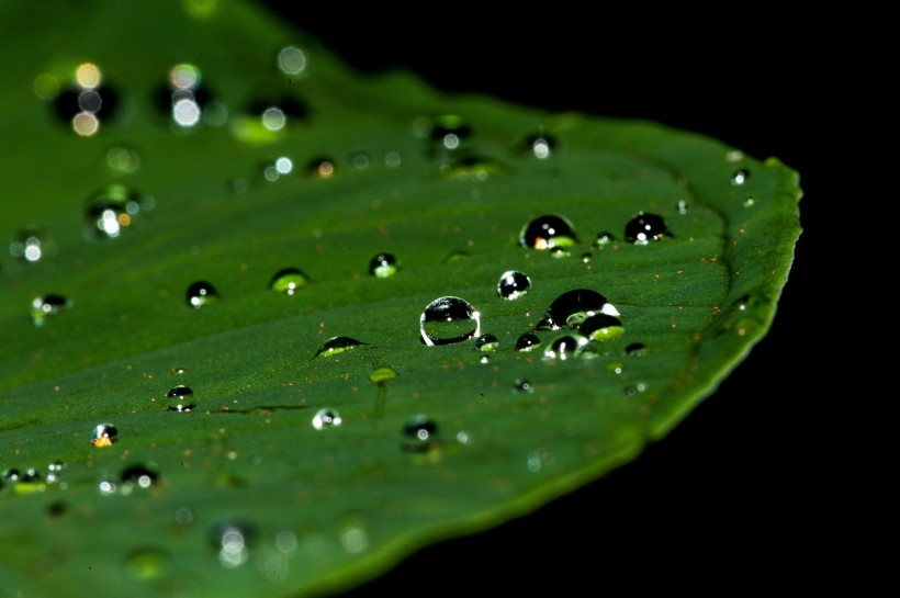 清晨的露水圖片