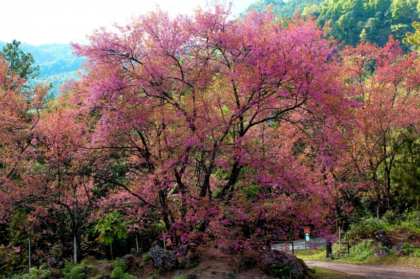 清邁自然風景圖片