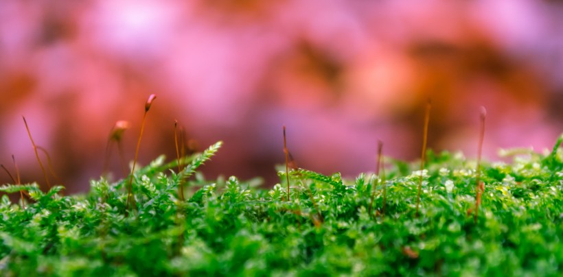 綠色的青苔圖片