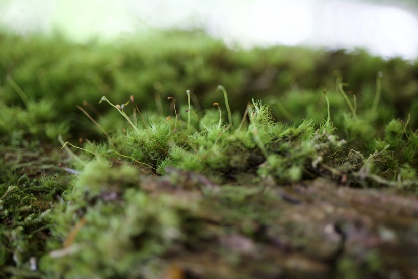 水生綠色青苔圖片