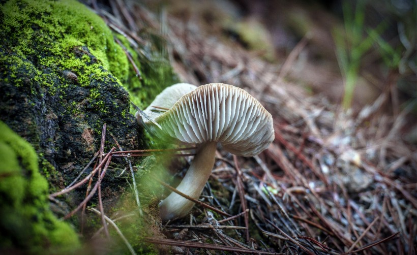 水生綠色青苔圖片