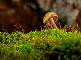 水生綠色青苔圖片