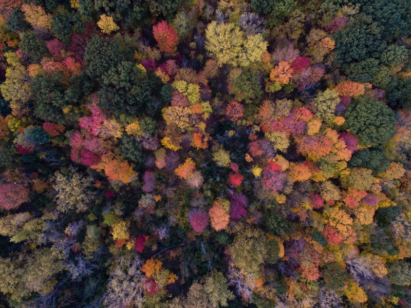 秋天的森林圖片