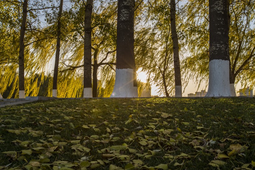 唯美的秋葉風景圖片