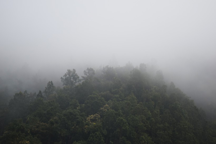 多霧的山和茂盛的森林圖片