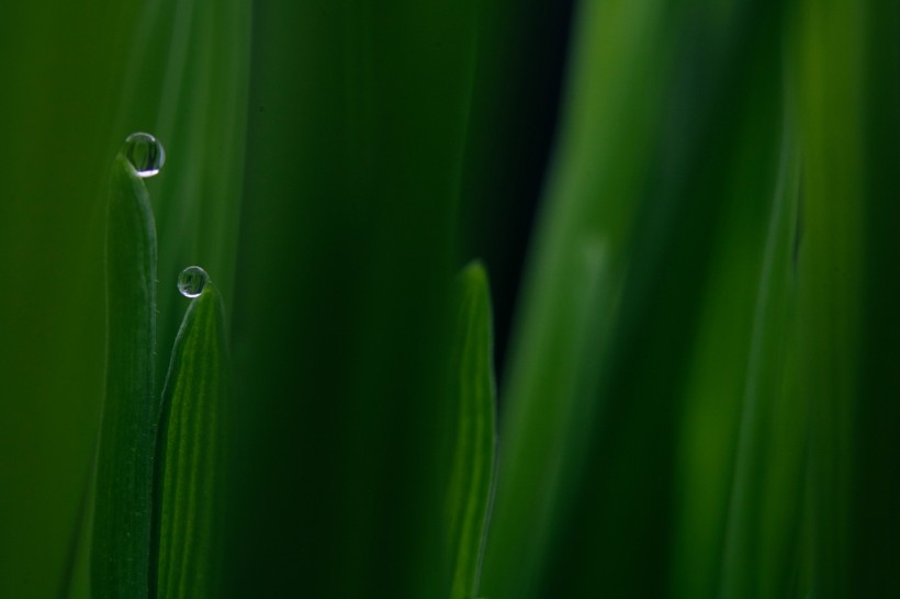 挂着水珠的葉子圖片