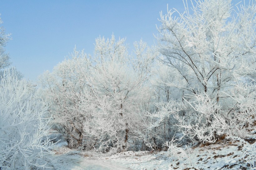 冬季唯美的森林雪景圖片