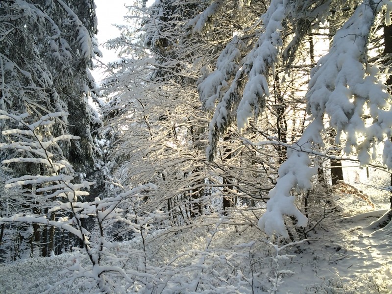 冬季唯美的森林雪景圖片