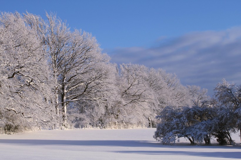 冬季唯美的森林雪景圖片