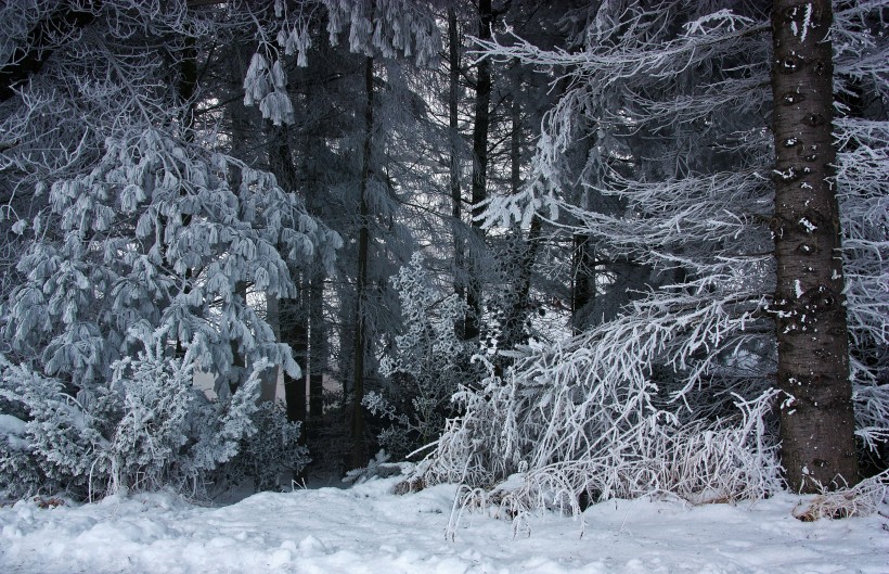 冬季唯美的森林雪景圖片