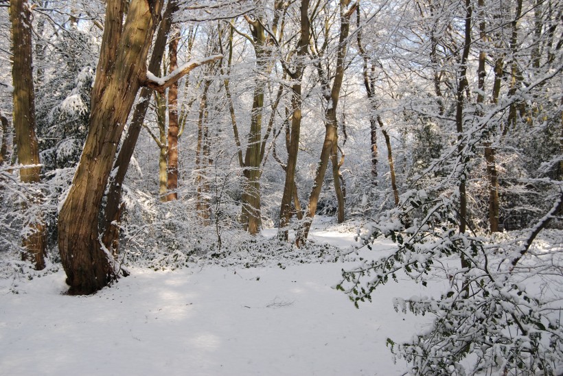 冬季唯美的森林雪景圖片