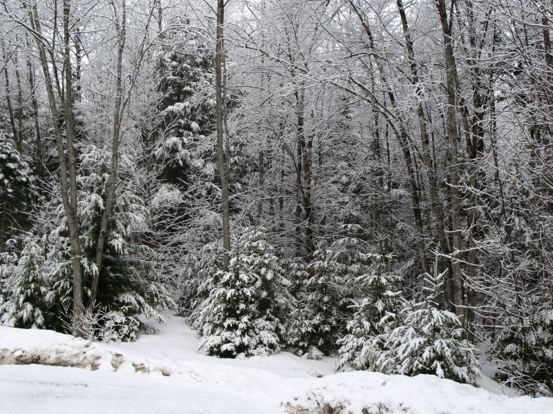 冬季唯美的森林雪景圖片