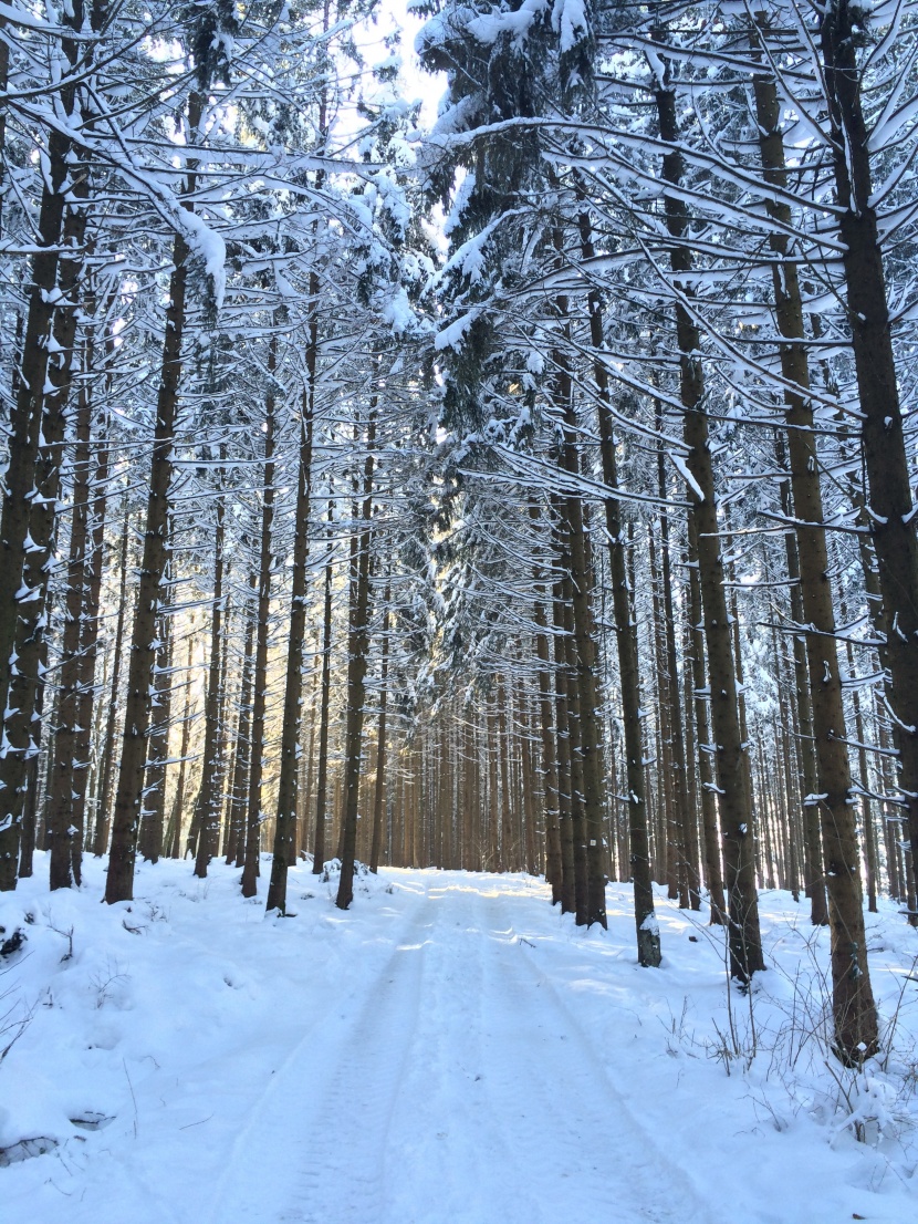 冬季唯美的森林雪景圖片