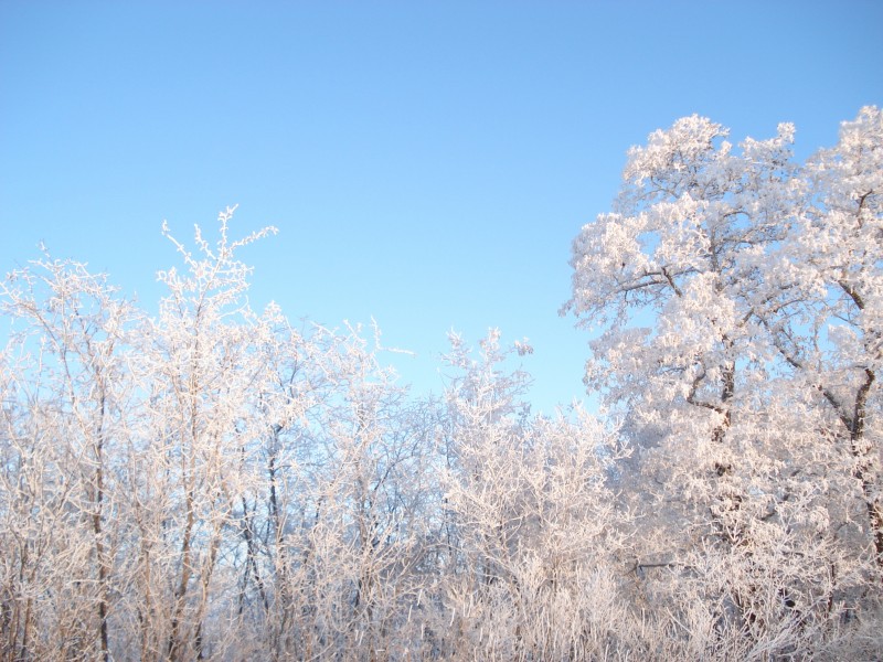 冬季唯美的森林雪景圖片