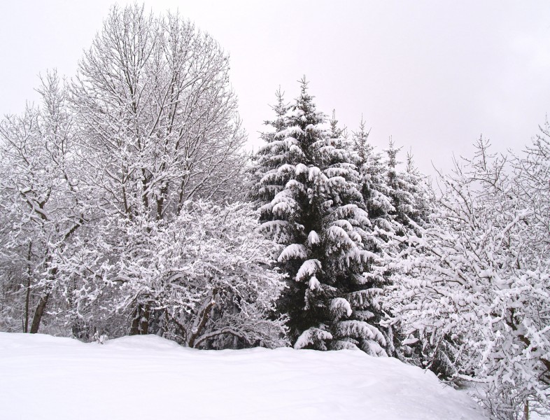 冬季唯美的森林雪景圖片