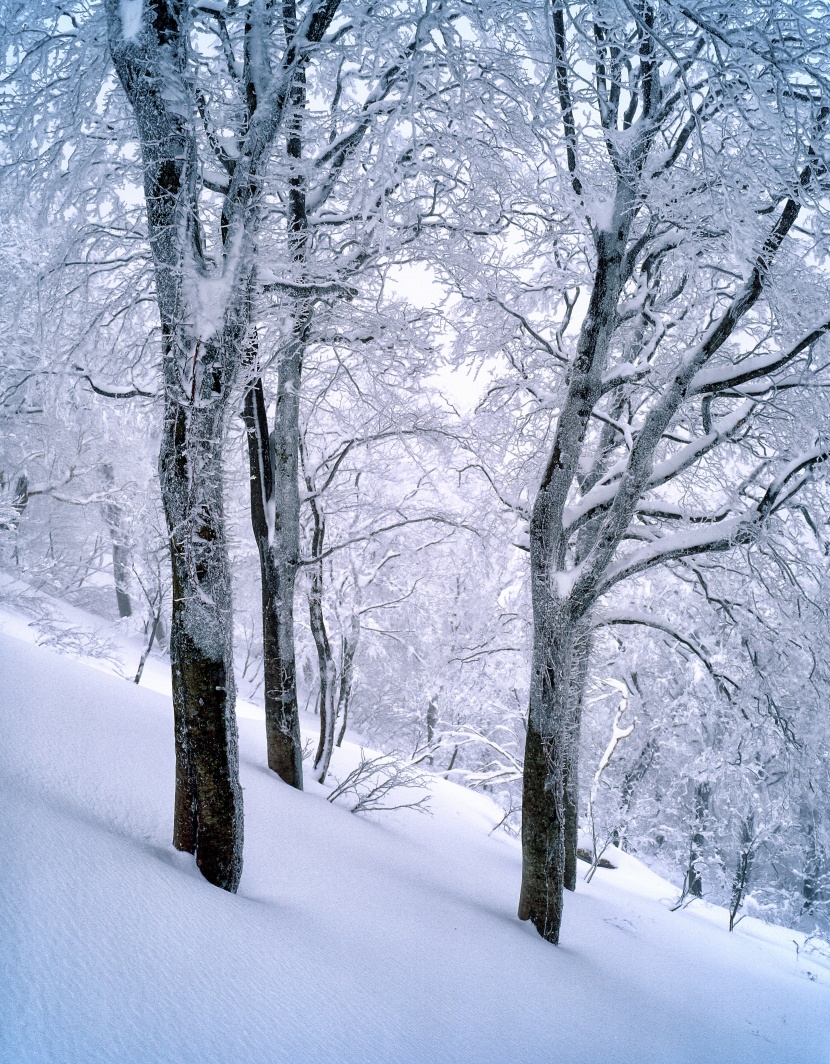 冬季唯美的森林雪景圖片