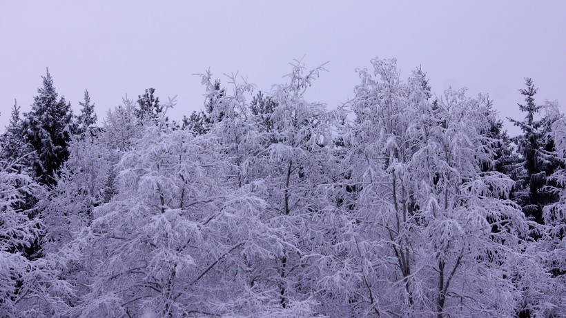 冬季唯美的森林雪景圖片