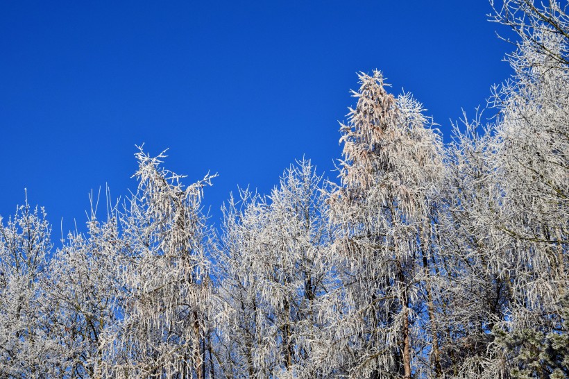 冬季唯美的森林雪景圖片