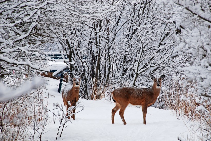 冬季唯美的森林雪景圖片