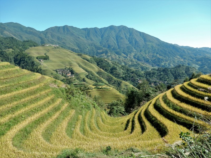 壯觀的梯田風景圖片