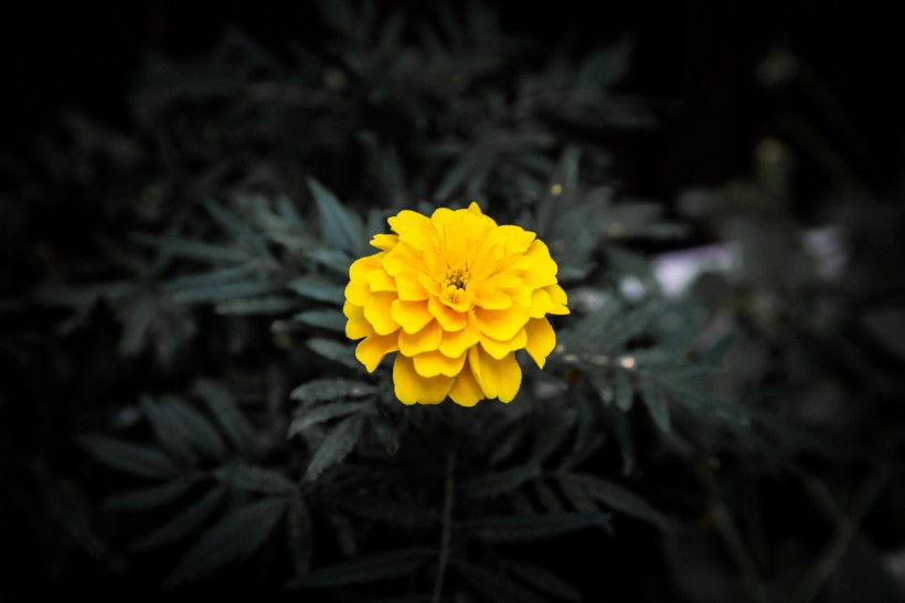 金色大氣的萬壽菊圖片