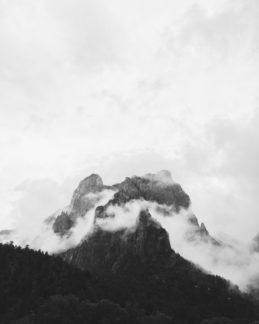 霧天的森林圖片