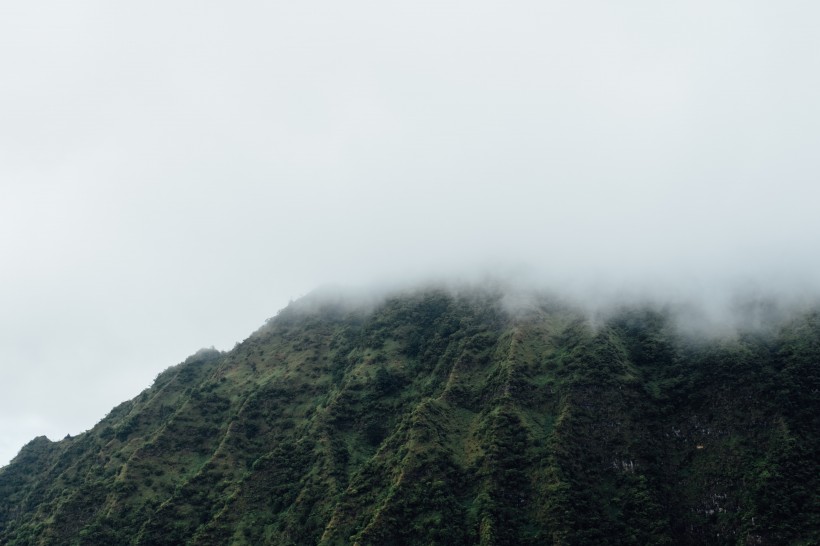 霧天的森林圖片