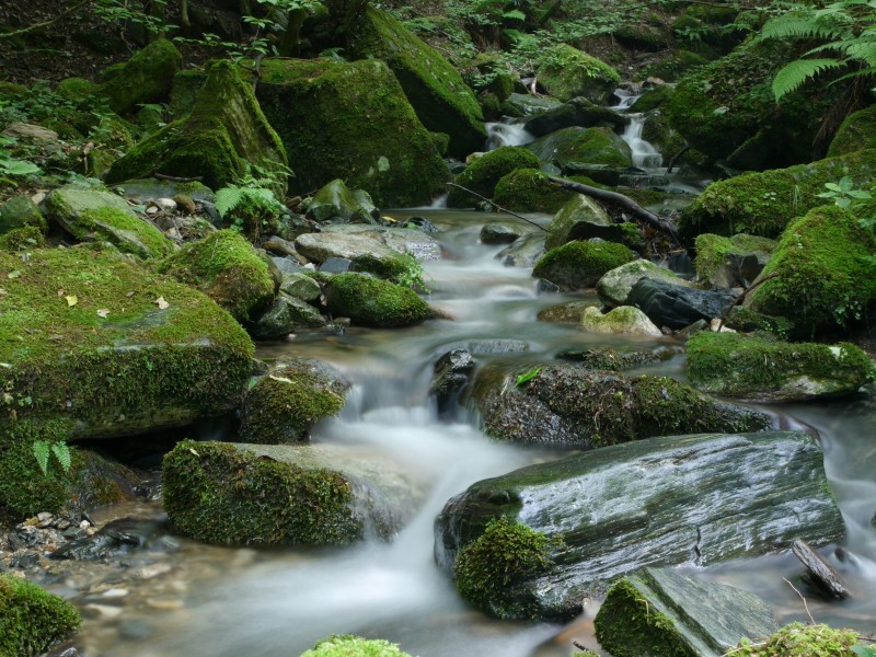 森林小溪山間流水圖片