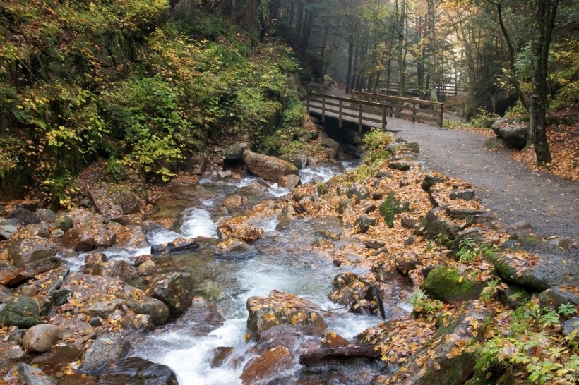 森林小溪山間流水圖片