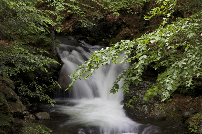 森林小溪山間流水圖片