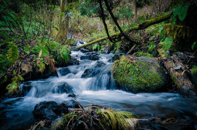 森林小溪山間流水圖片