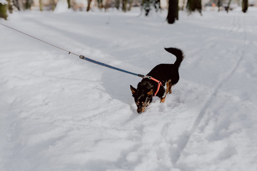 雪地裡的公園圖片