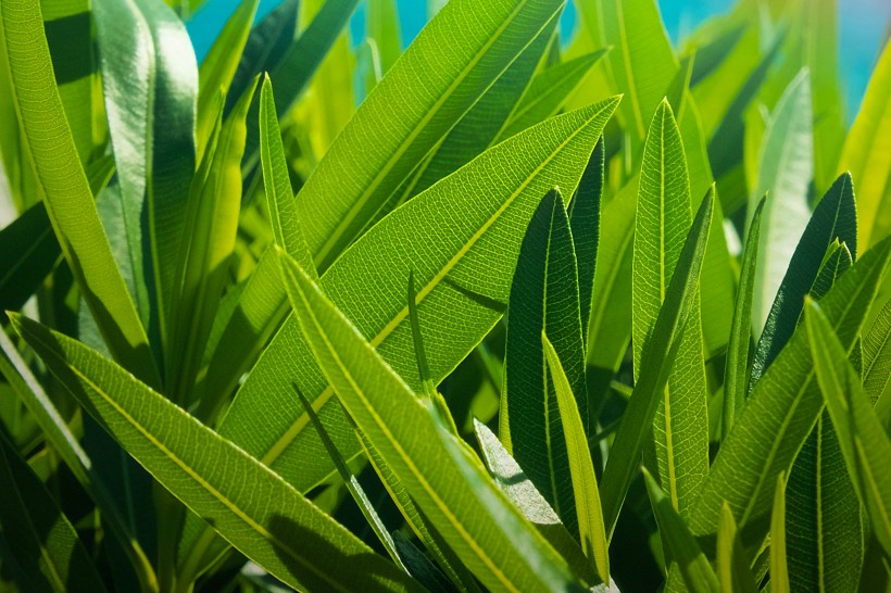 脈絡清晰的綠色葉子圖片