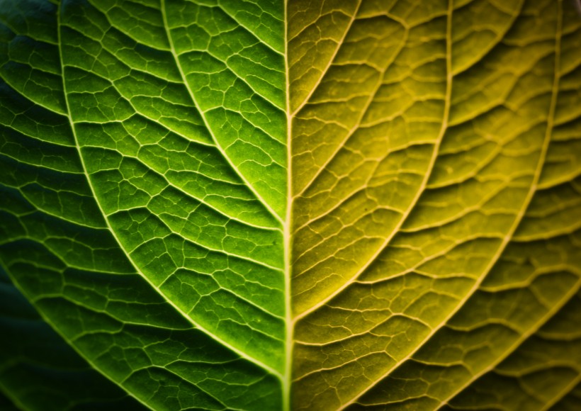 葉子紋理特寫圖片