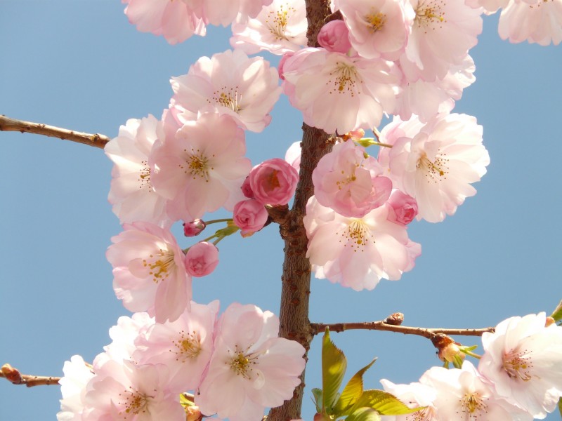 亮麗鮮豔的櫻花圖片