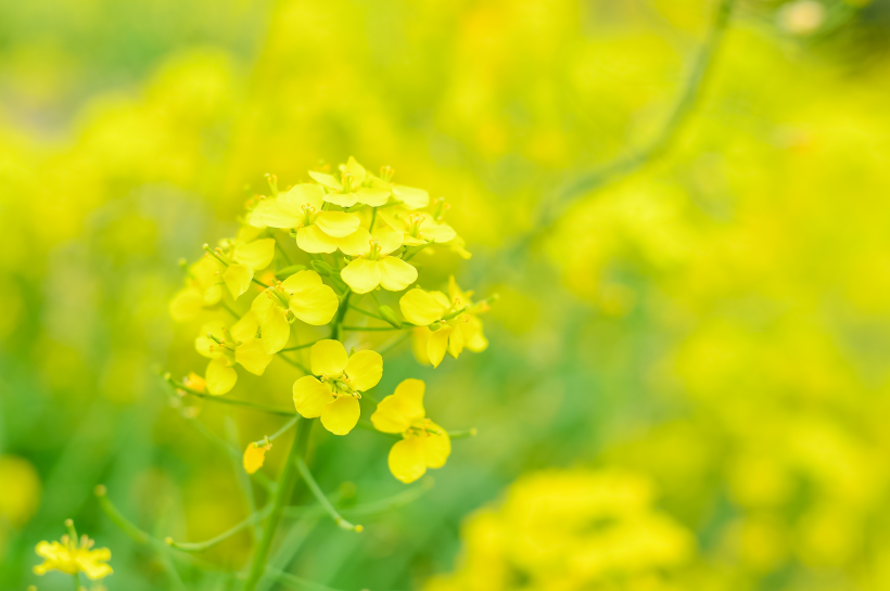 黃燦燦的油菜花田風景圖片