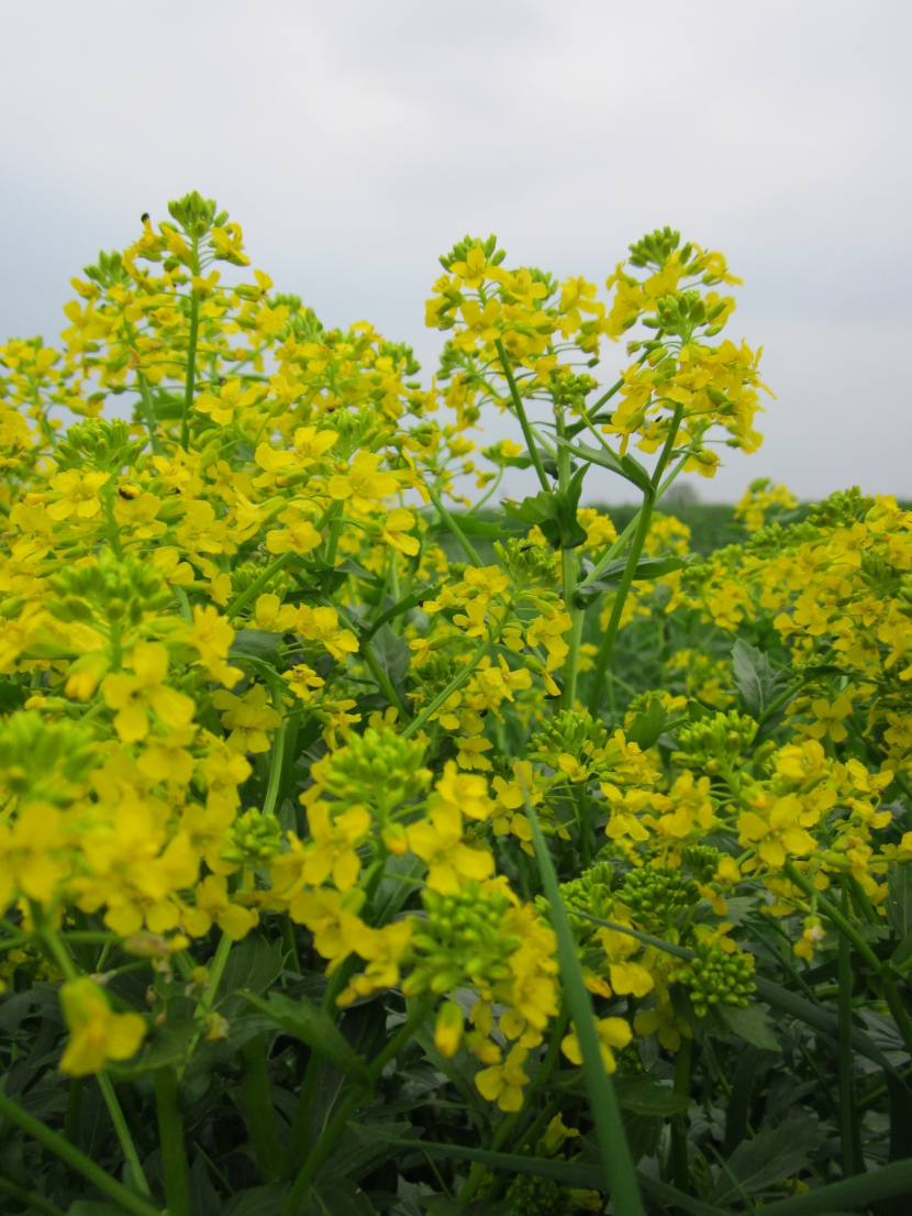 黃燦燦的油菜花田風景圖片